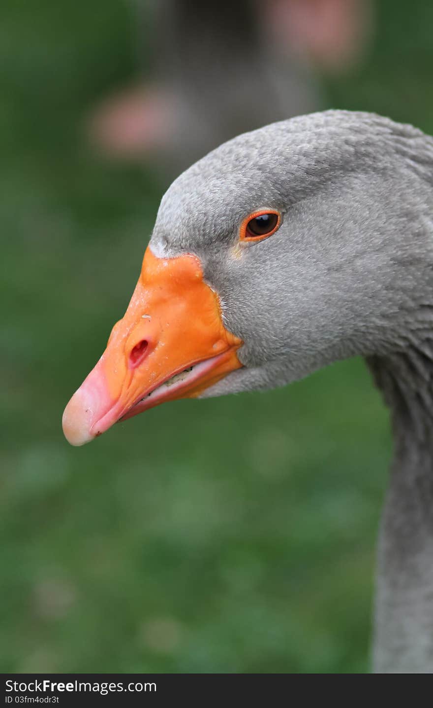 Grey duck head portrait in nature