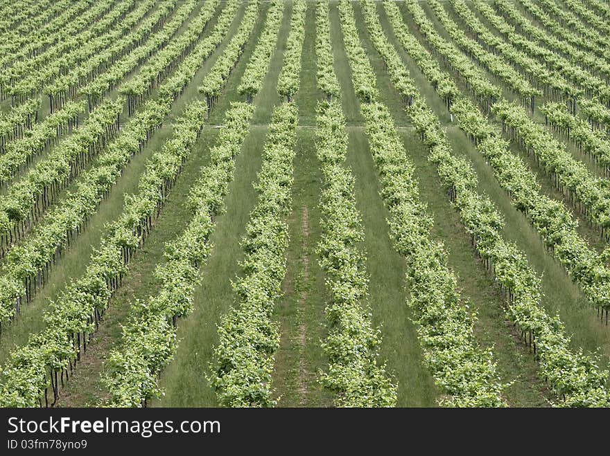 Vineyard background texture