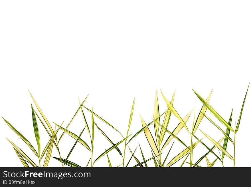 Bamboo leaves isolated on white background