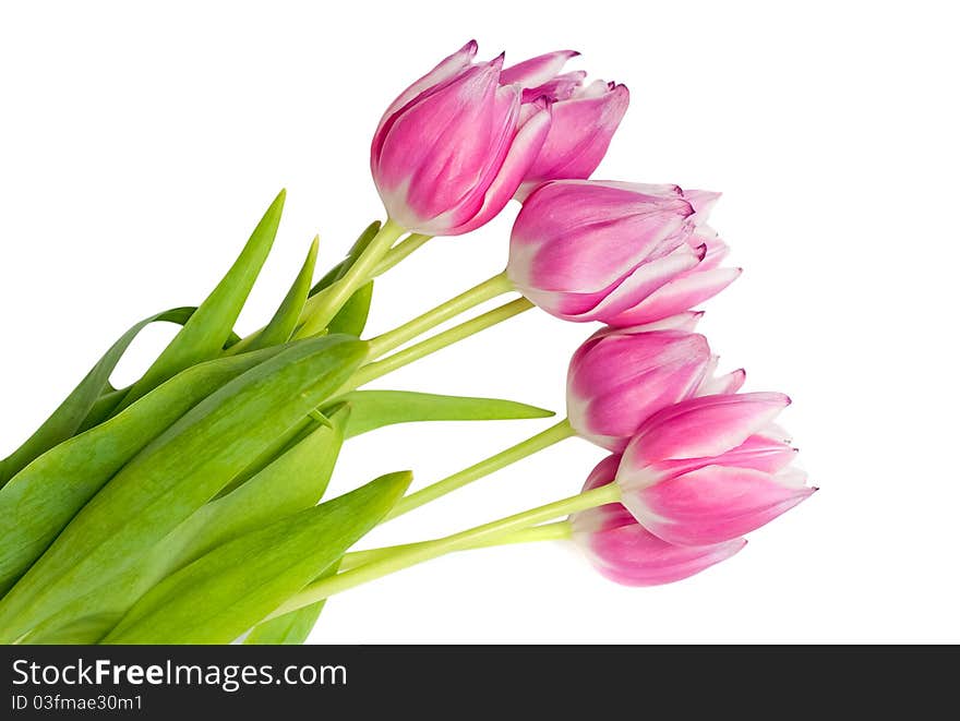 Bouquet of pink tulips