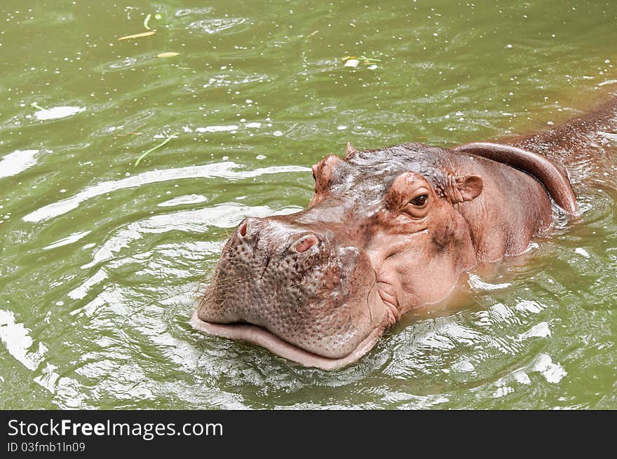 Hippo swimming in the water. Hippo swimming in the water.