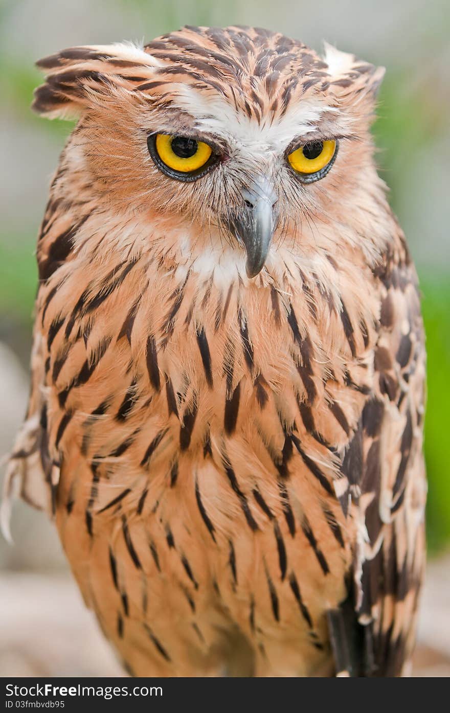 Eurasian Eagle-owl