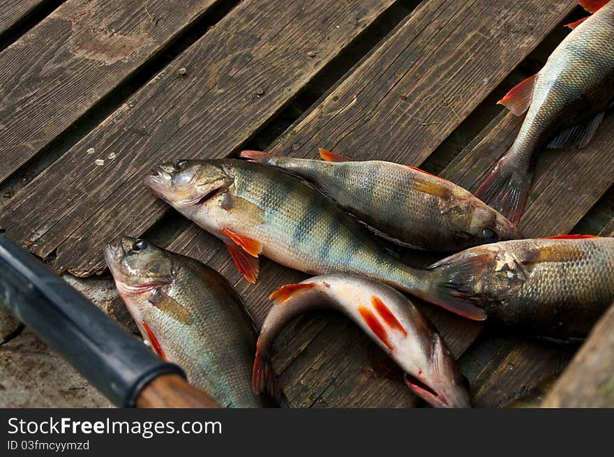 Freshwater Fish In The Boat