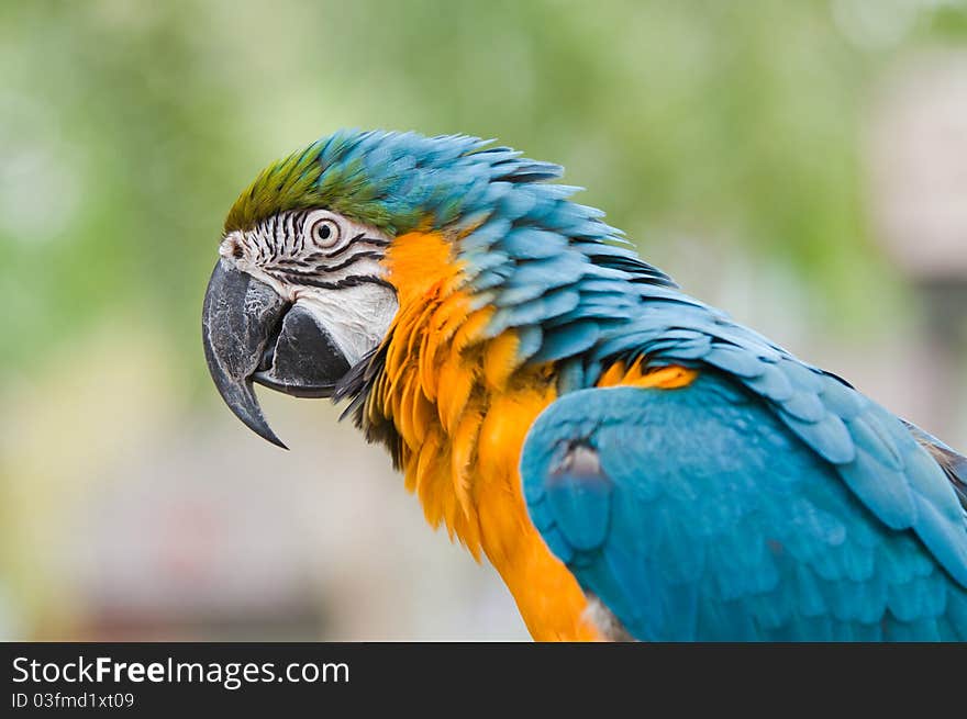 Macaw