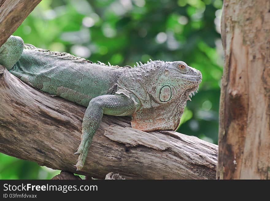 Iguana.