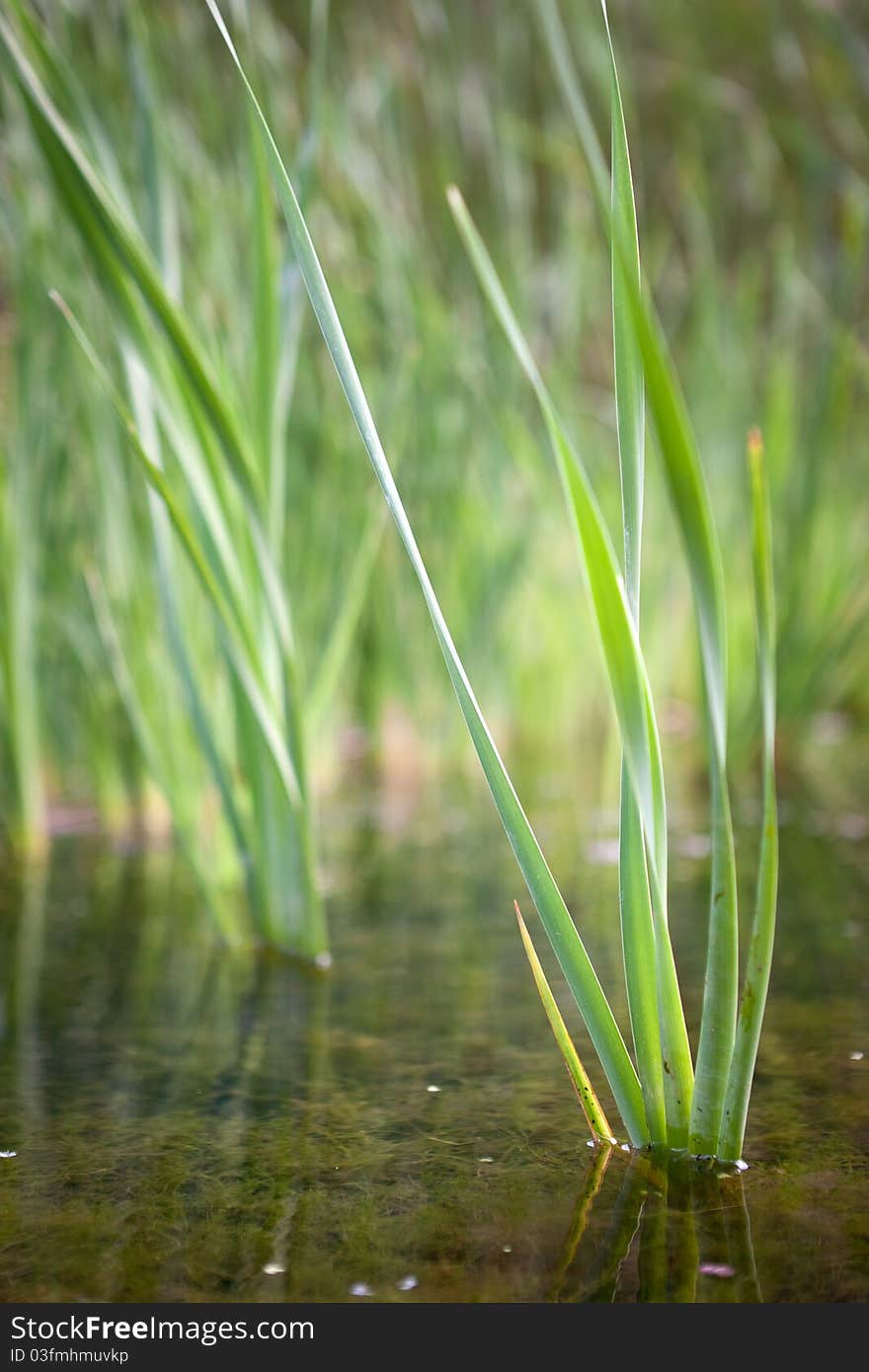 Reeds growing in a shallow river - portrait exterior