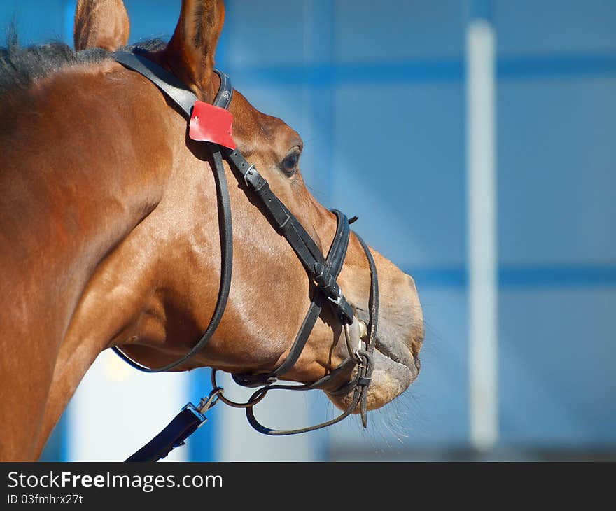 Portrait of beautiful bay horse