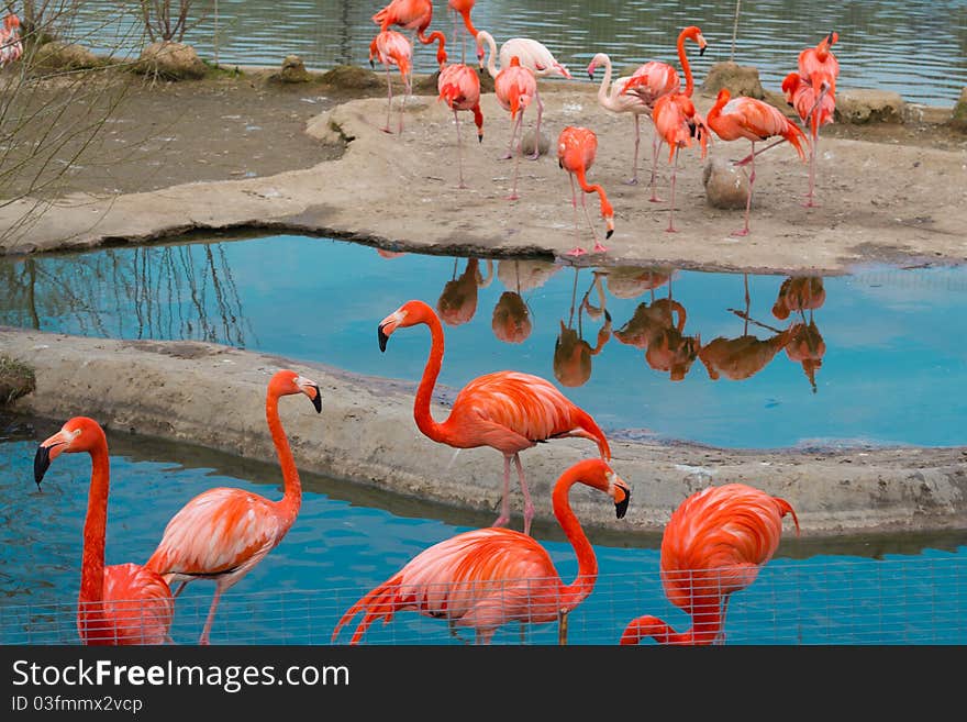 The Greater Flamingo (Phoenicopterus roseus) and The American Flamingo (Phoenicopterus ruber) . The Greater Flamingo (Phoenicopterus roseus) and The American Flamingo (Phoenicopterus ruber)