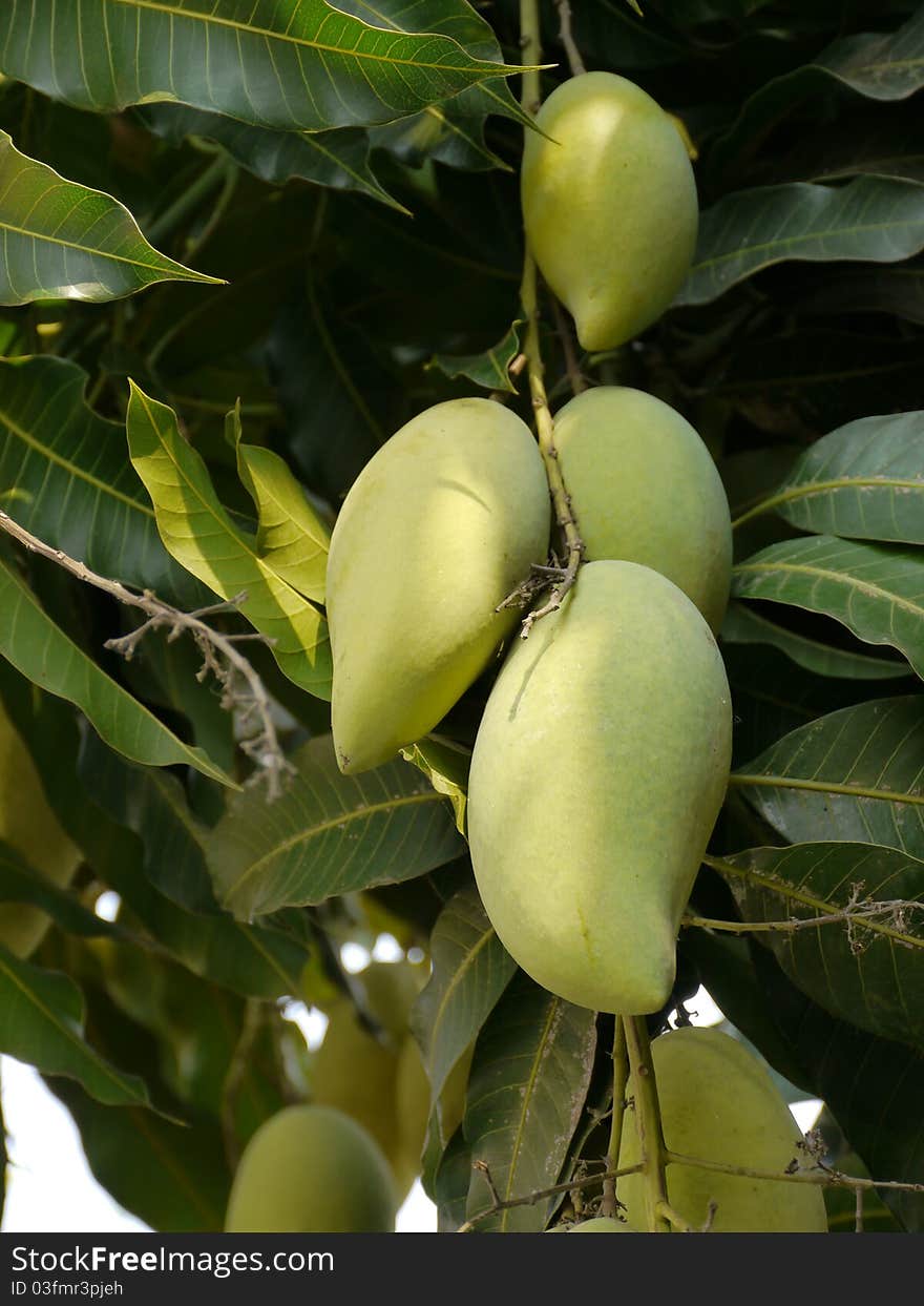 Mango tree, tropical fruit in Thailand