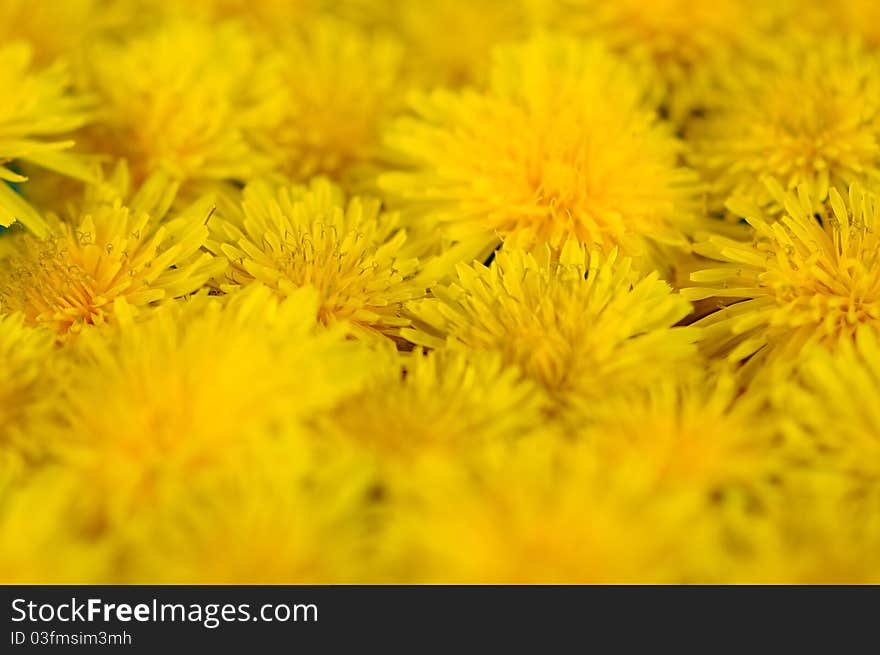 Abstract background of blooming yellow dandelion closeup. Abstract background of blooming yellow dandelion closeup