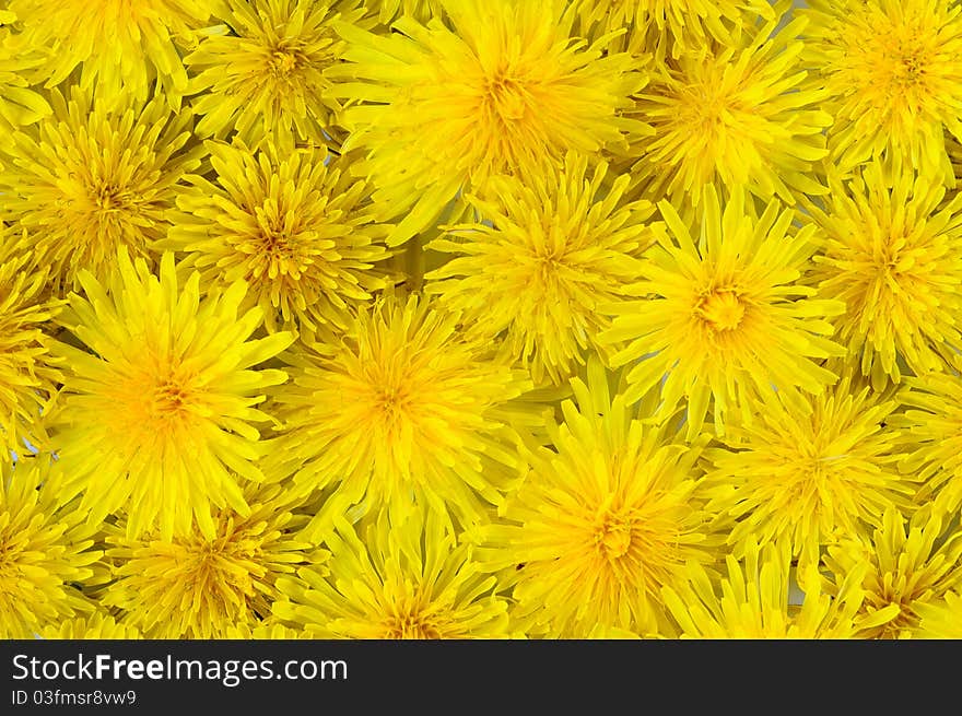 Abstract Background Of Flowering Yellow Dandelions