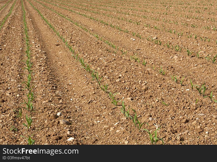 A big field with small, growing plants. A work of organized farmer. A big field with small, growing plants. A work of organized farmer.