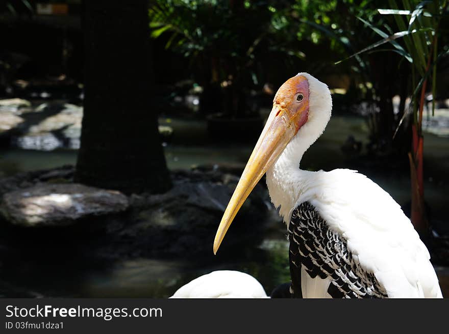 Lessor adjutant stork is found widely in SE asia, China and Swa. Lessor adjutant stork is found widely in SE asia, China and Swa