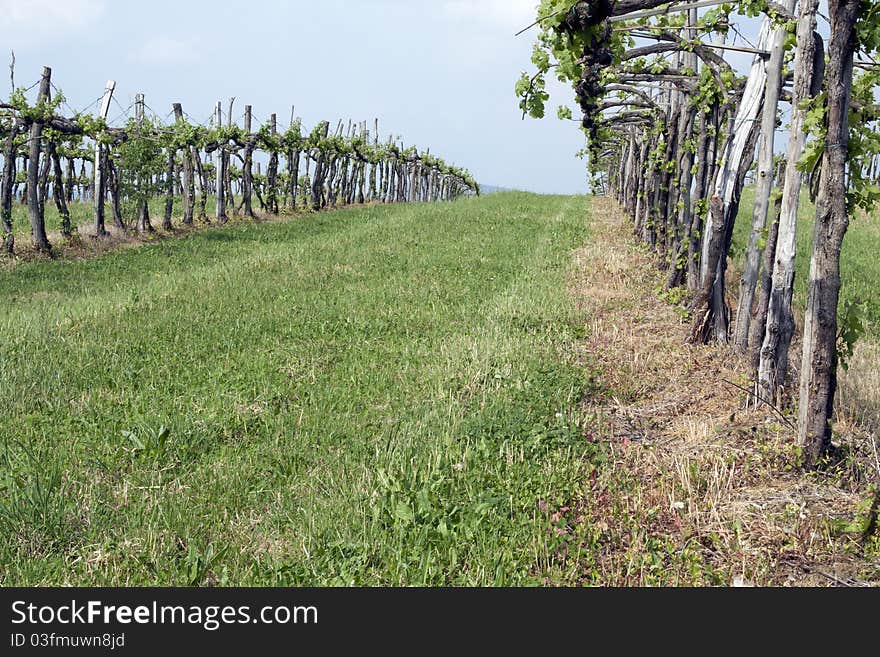 Ecological vineyard with grass clip-pings. Car trails visible on the grass.