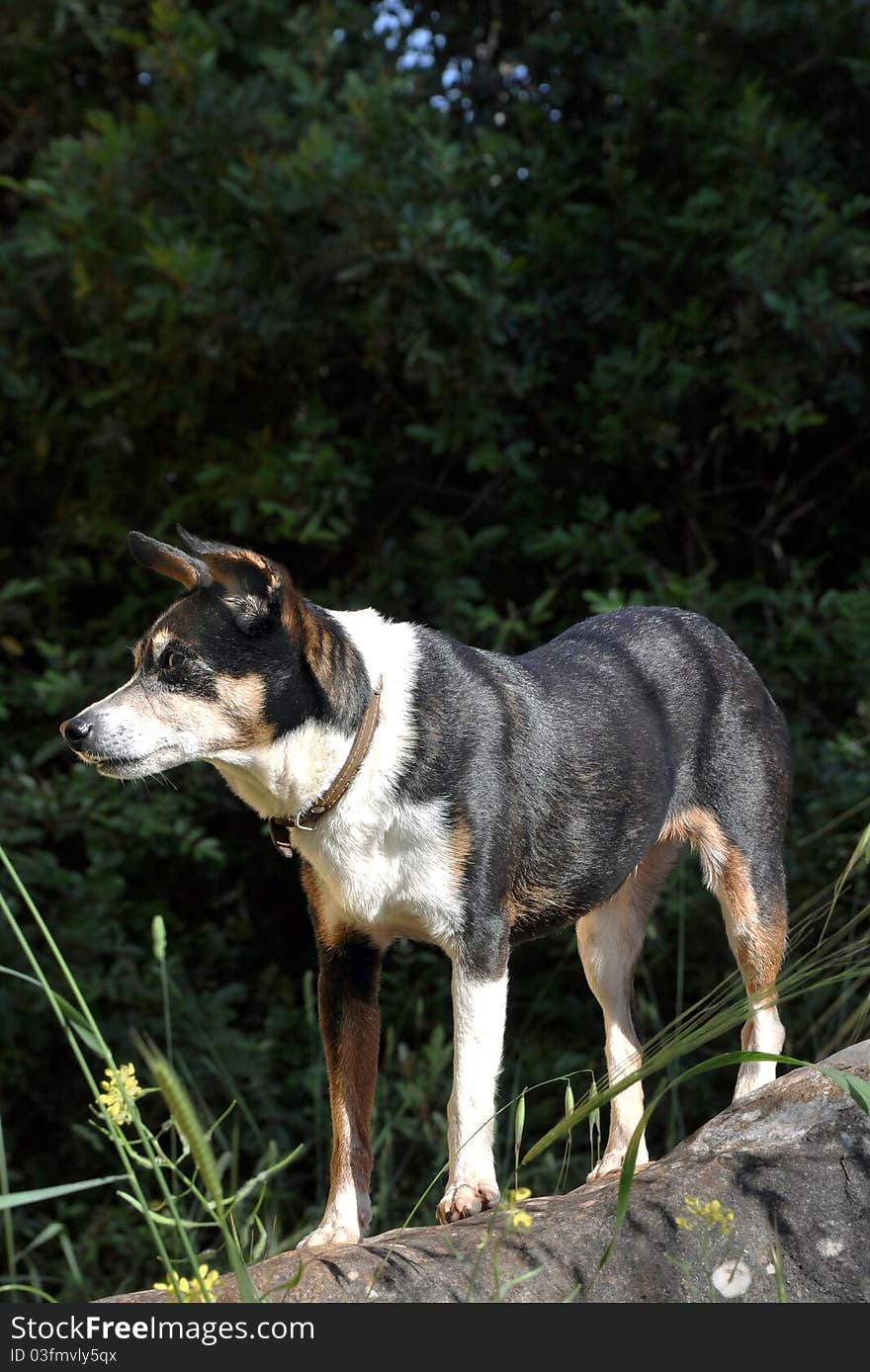 Female dog on rock staring. Female dog on rock staring