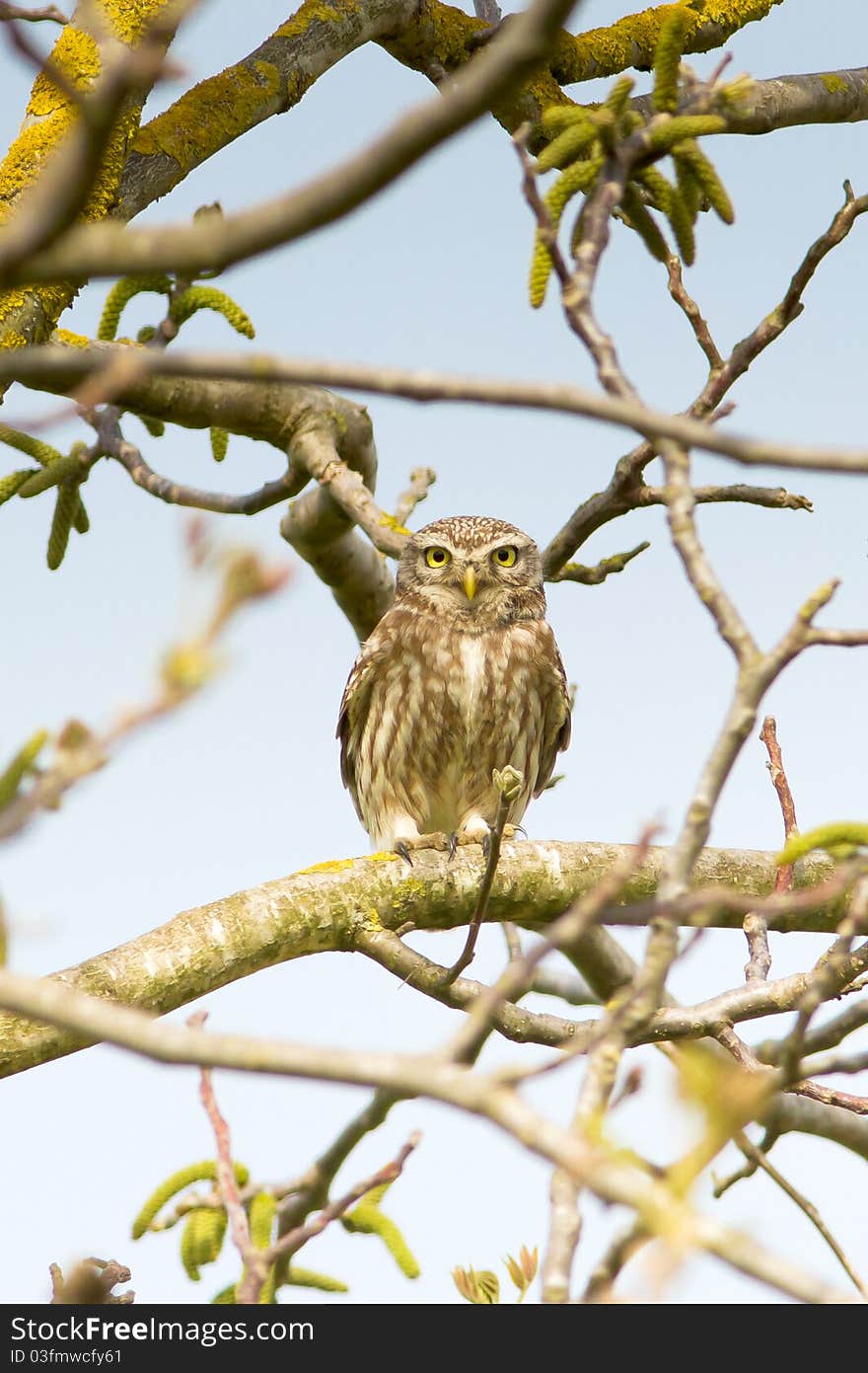 Little Owl in a tree / Athene noctua. Little Owl in a tree / Athene noctua