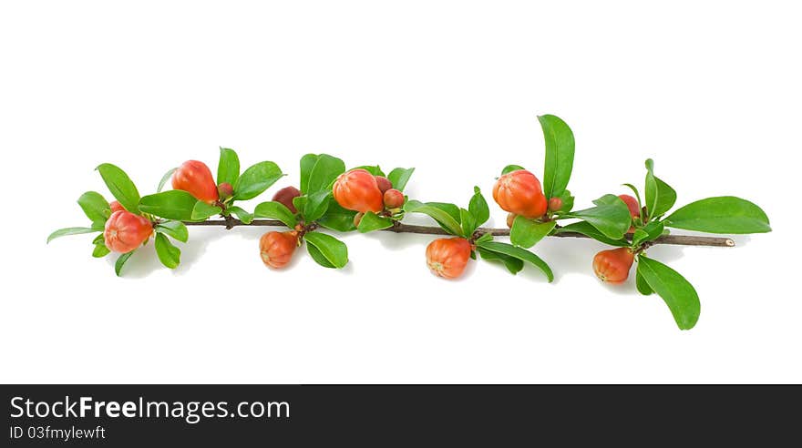 Blossoming branch of a garnet tree. Isolated on a white background. Blossoming branch of a garnet tree. Isolated on a white background.