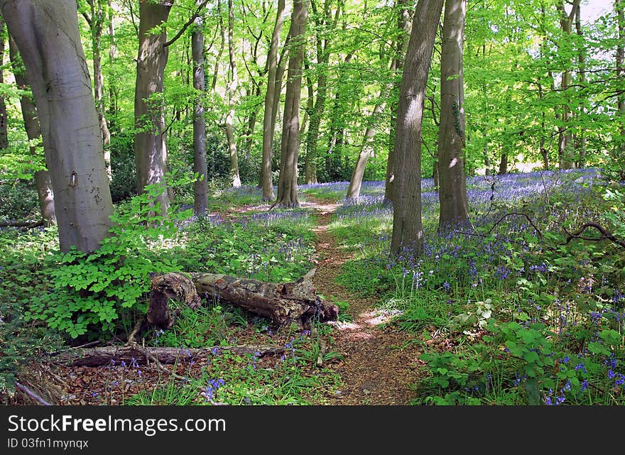 Blue Bell Woods, Cawston, Warwickshire, England