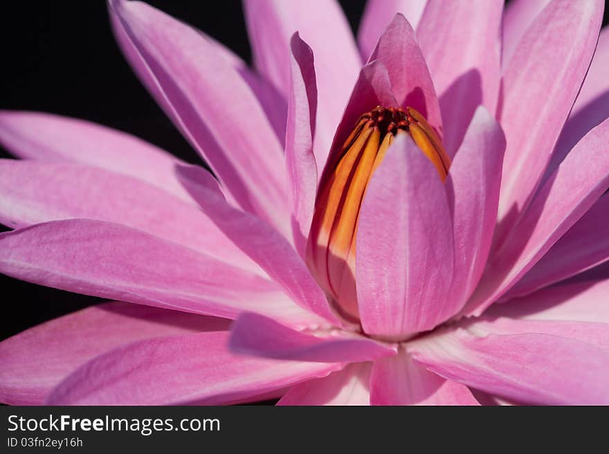 Close up of pink water lily in Asia. Close up of pink water lily in Asia