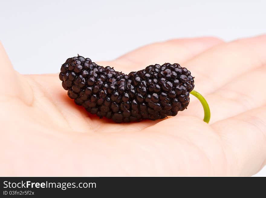 A mature mulberry is lying on the hand. A mature mulberry is lying on the hand.