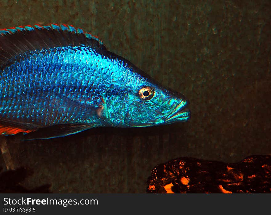 Bright blue African Cichlid near a log in an aquarium. Bright blue African Cichlid near a log in an aquarium.