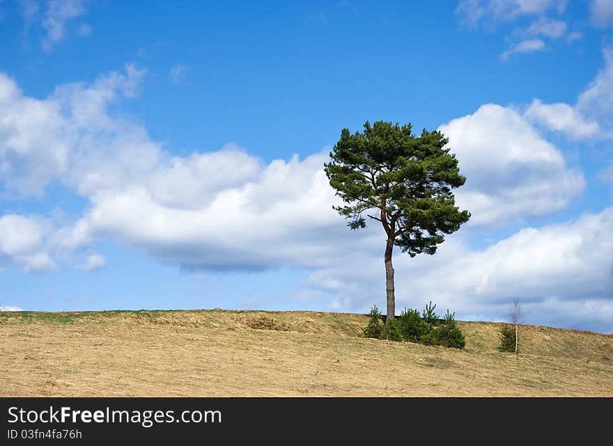 Lonely tree and beautiful sky