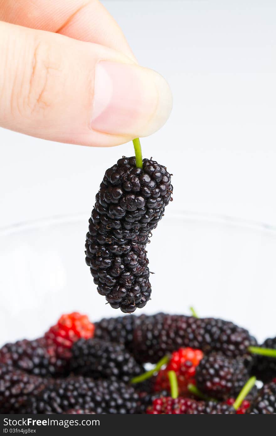 Taking a mature mulberry in hand out from a bowl of mulberries. Taking a mature mulberry in hand out from a bowl of mulberries.