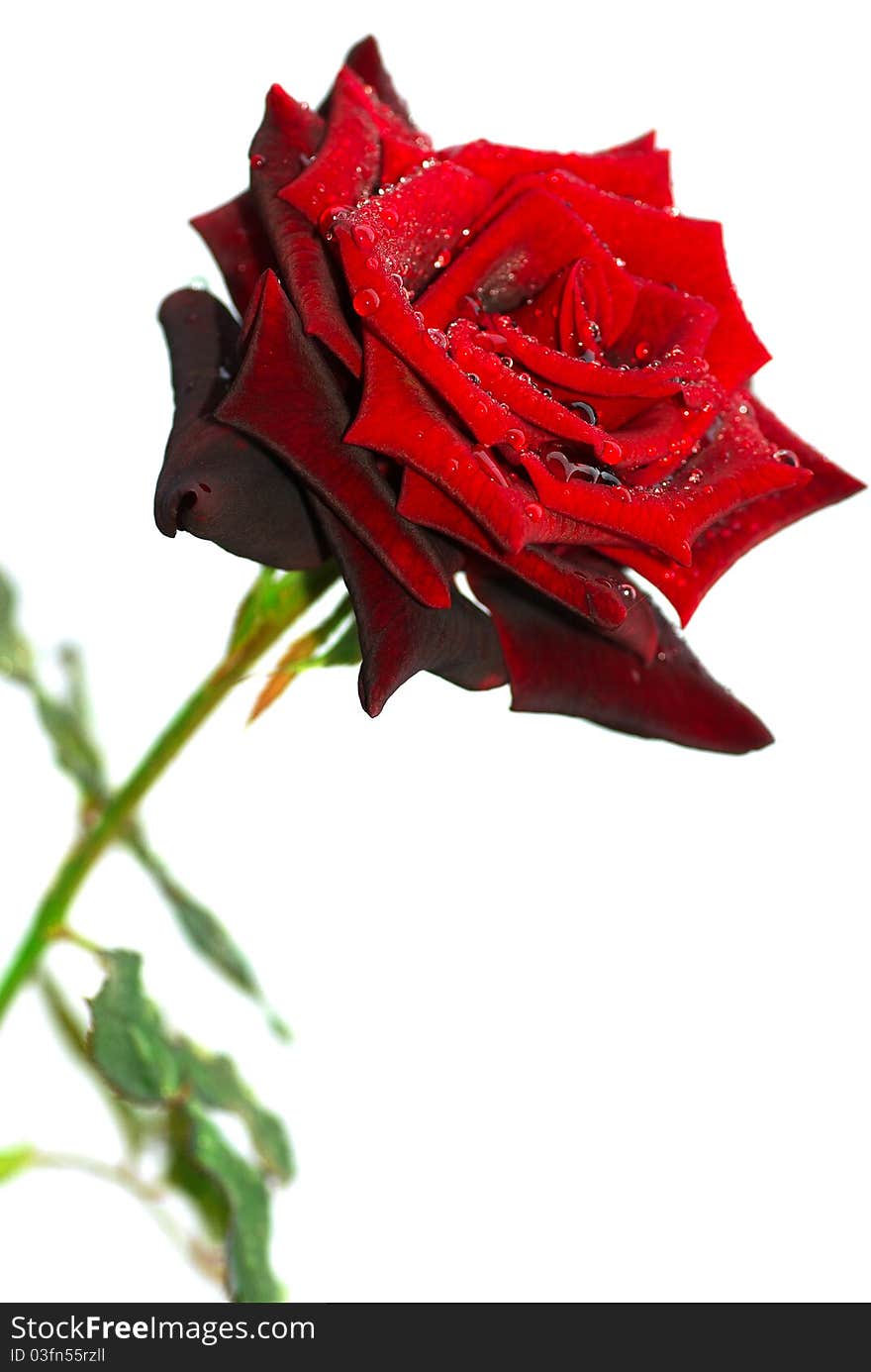 Flower red roses isolated on white background