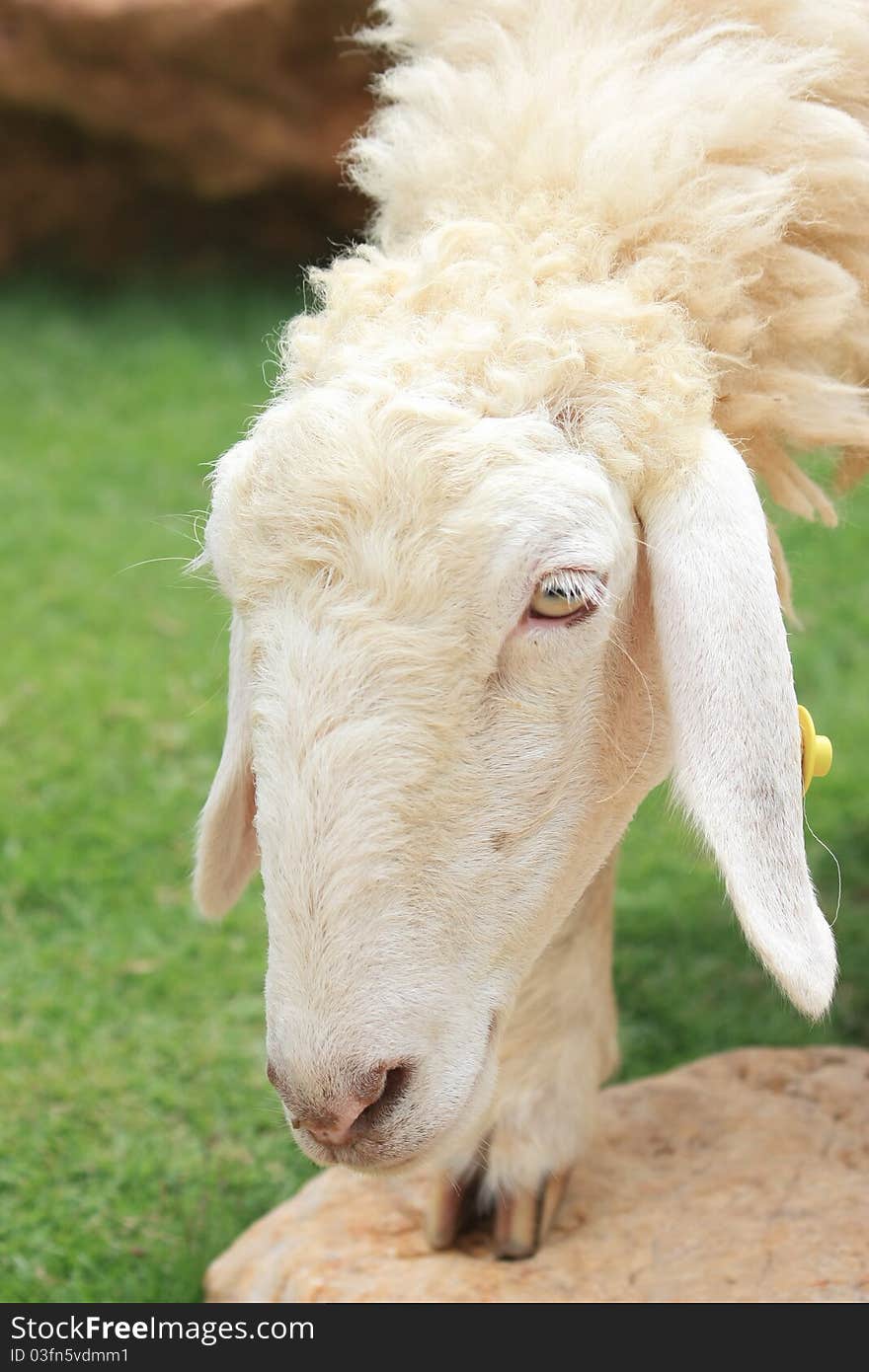 A white sheep in a farm