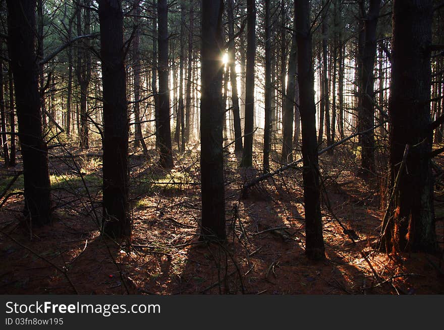 The early morning sun lights the fog from rain in the night. The early morning sun lights the fog from rain in the night.