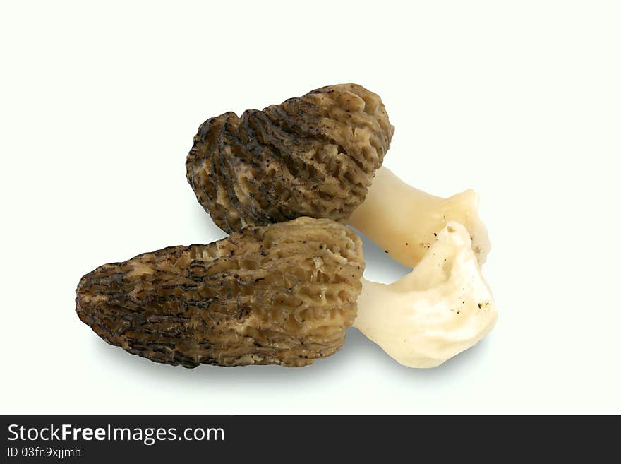 Morel On A White Background