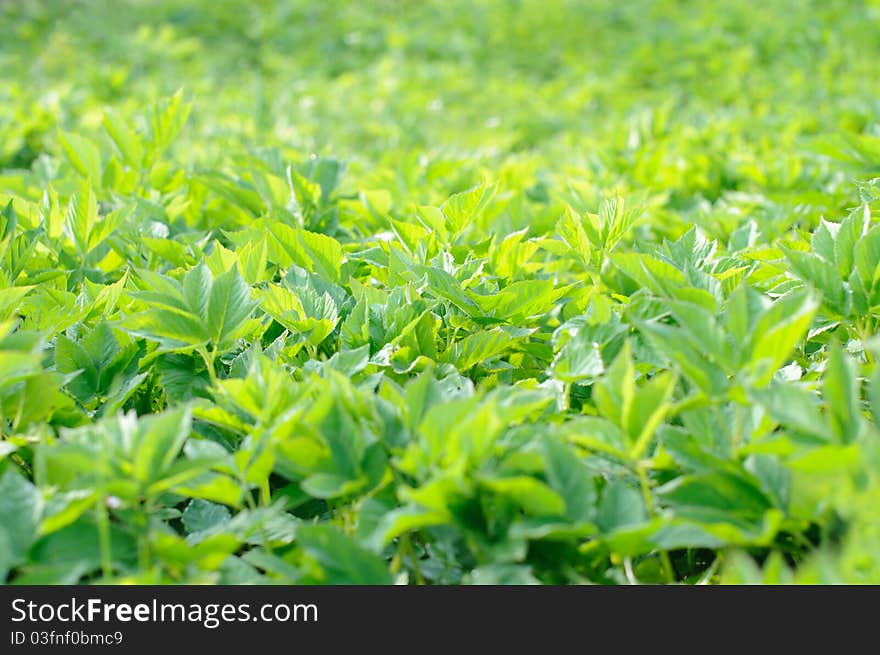 Background of green fresh leaves on the sun. Background of green fresh leaves on the sun