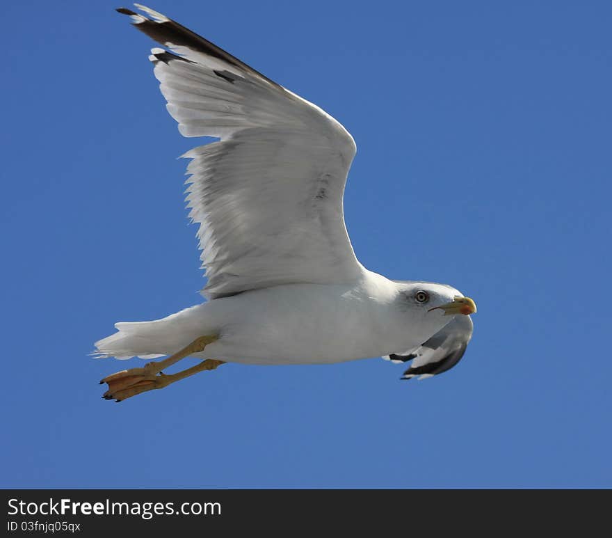 Seagull flying near Holy mountain Athos,third leg of Greek peninsula Chalkidiki