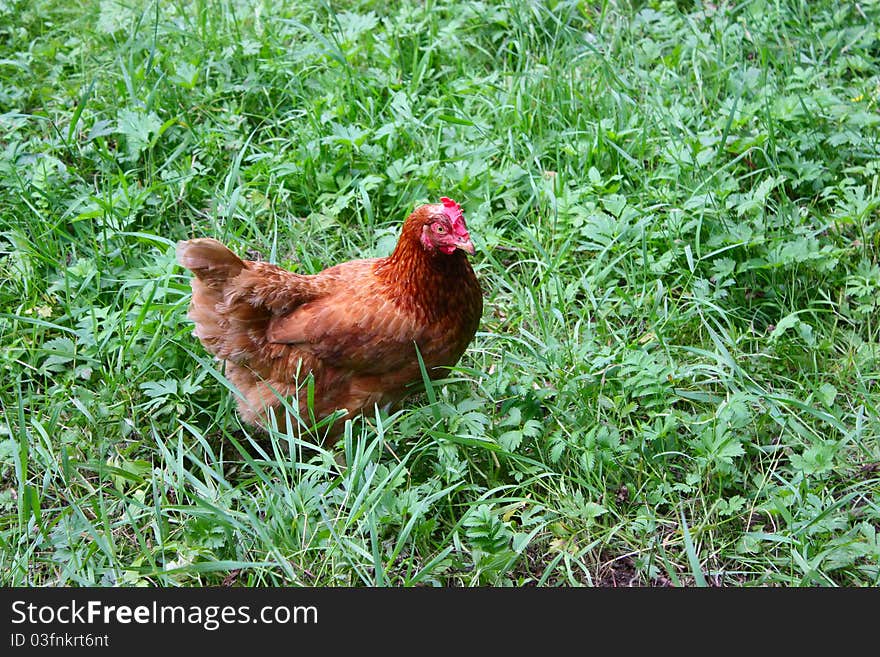 Free-range chicken