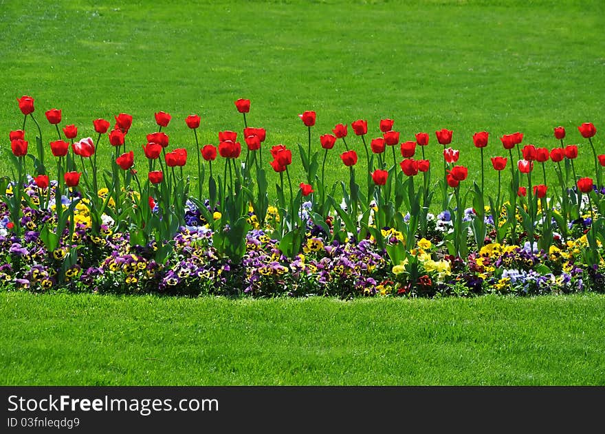 Red  tulips