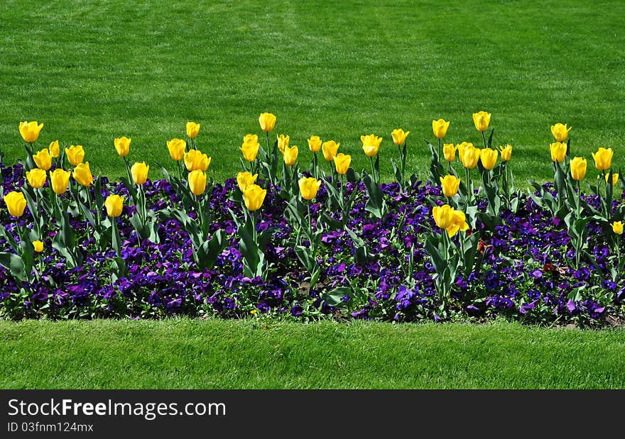 Yellow tulips