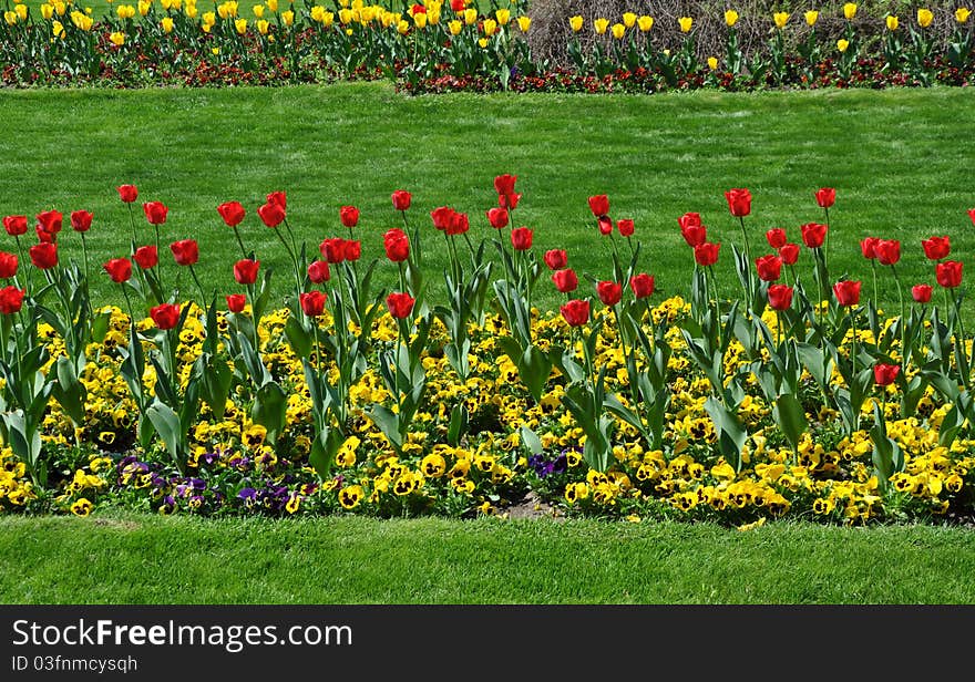 Red  tulips