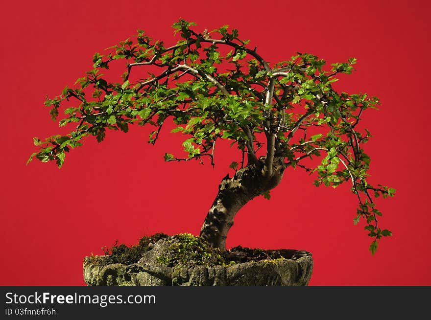 A Home grown Bonsai Tree from seed with a red background.