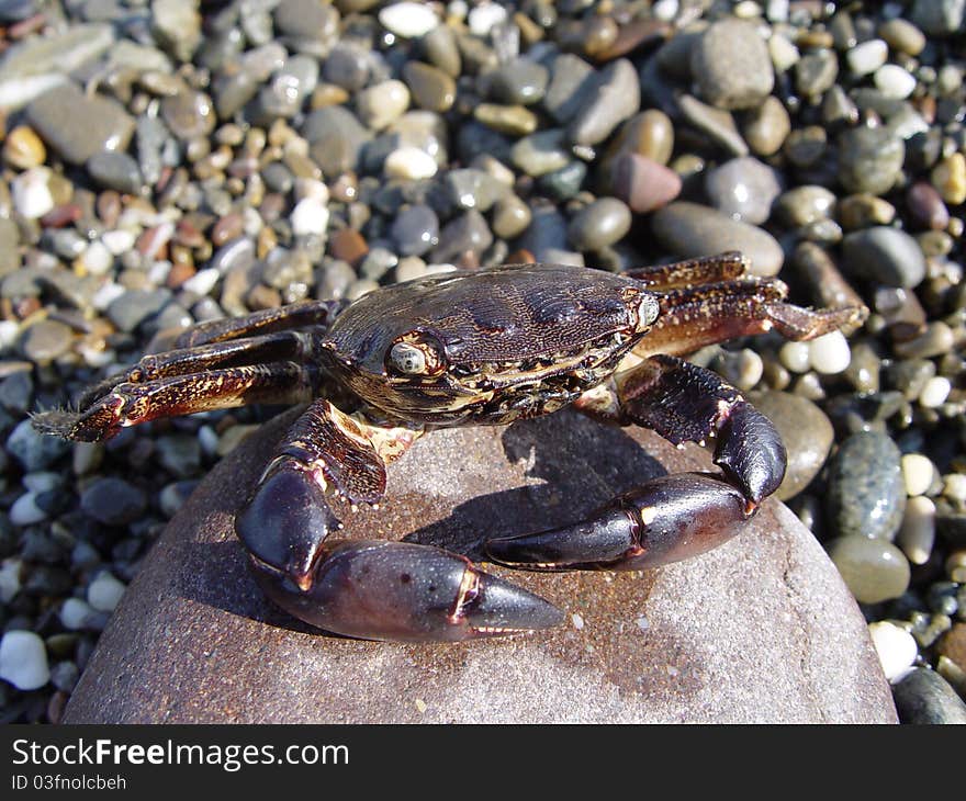 Crab on a rock