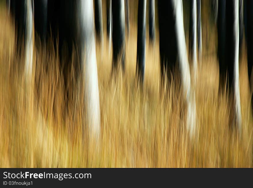 Beechen tribes in wood grass. Beechen tribes in wood grass.