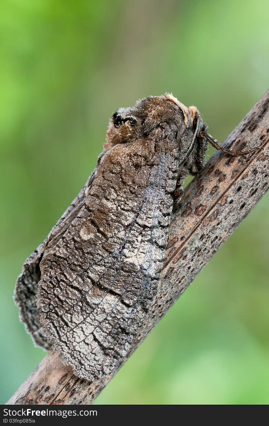 A Goat Moth on a brown branch. A Goat Moth on a brown branch