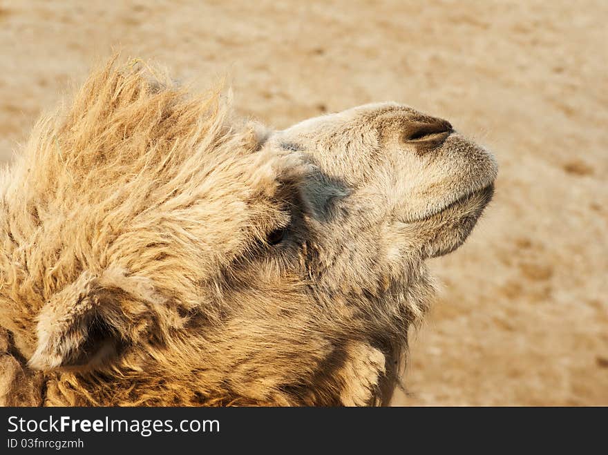 Camel's muzzle against a natural background