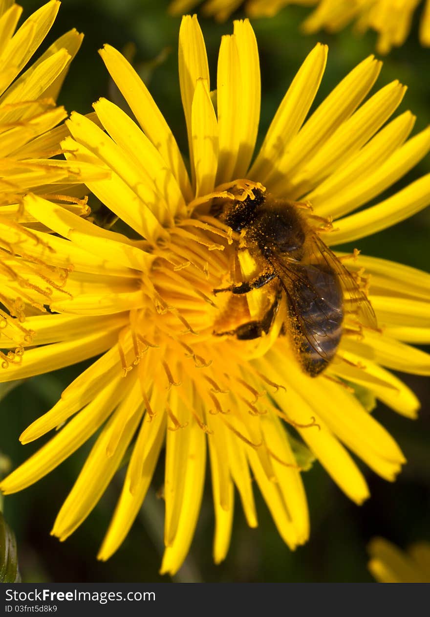 Dandelion