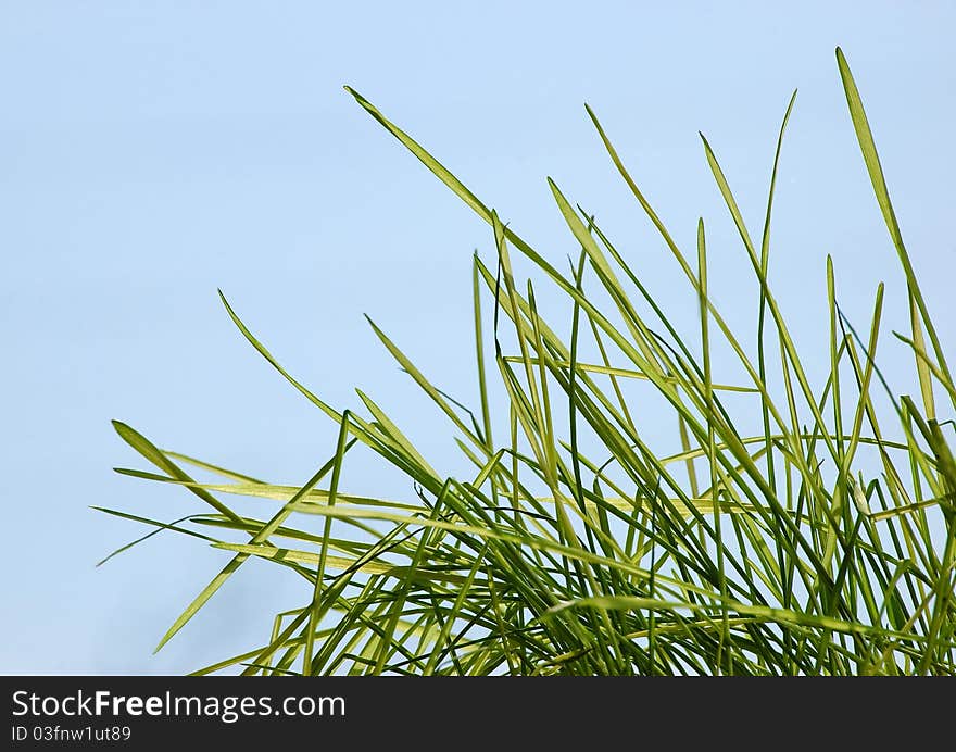 Green grass isolated on blue background. Green grass isolated on blue background.