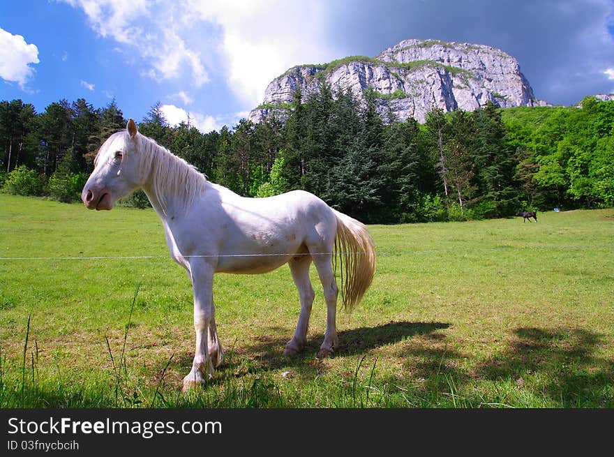 White and black horses