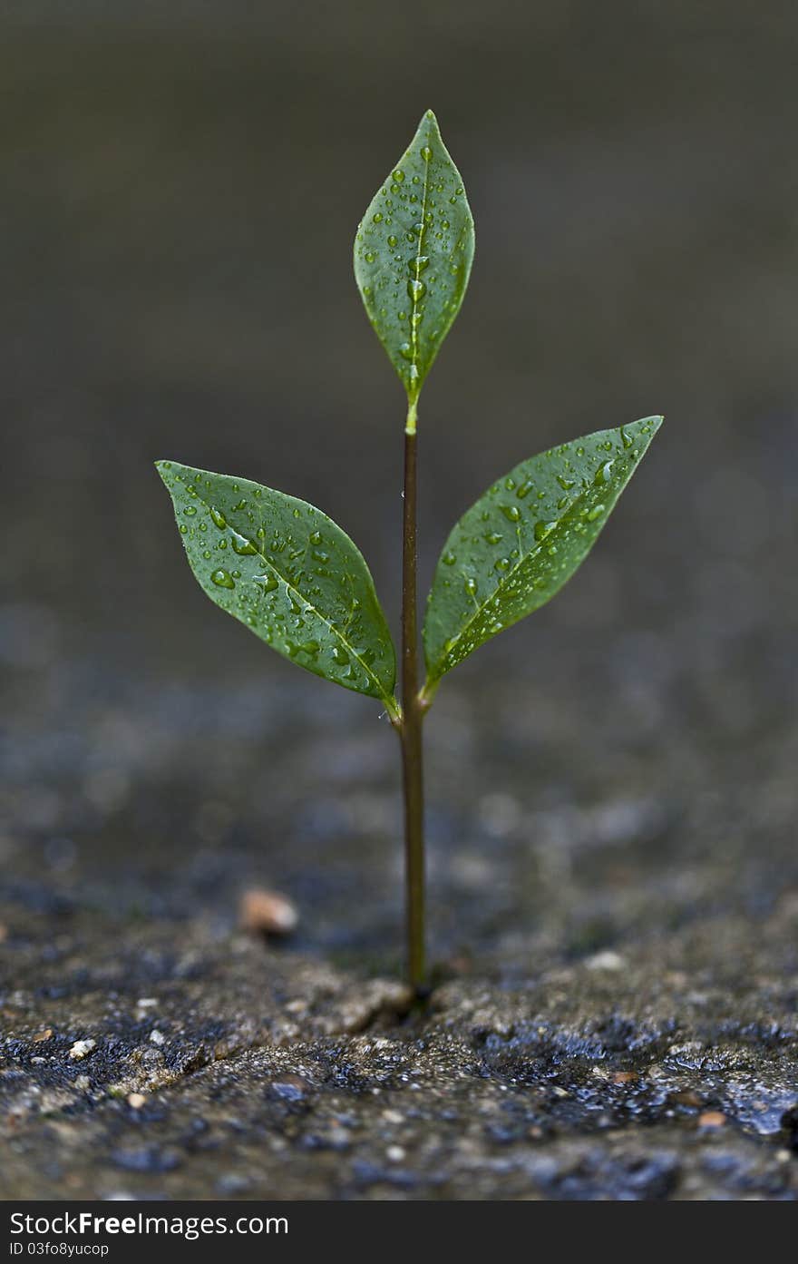 A plant growing from a crack on the streets cement, wet from rain. A plant growing from a crack on the streets cement, wet from rain.