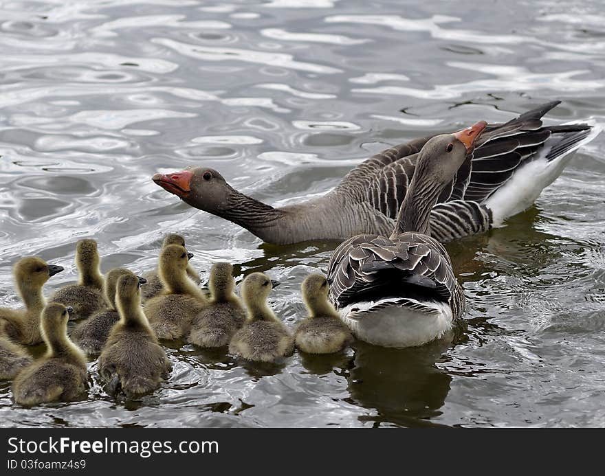 New goslings in the spring, mom and dad are watching them. New goslings in the spring, mom and dad are watching them.