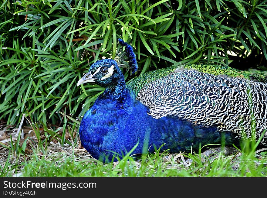 Peacock At A Florida Park