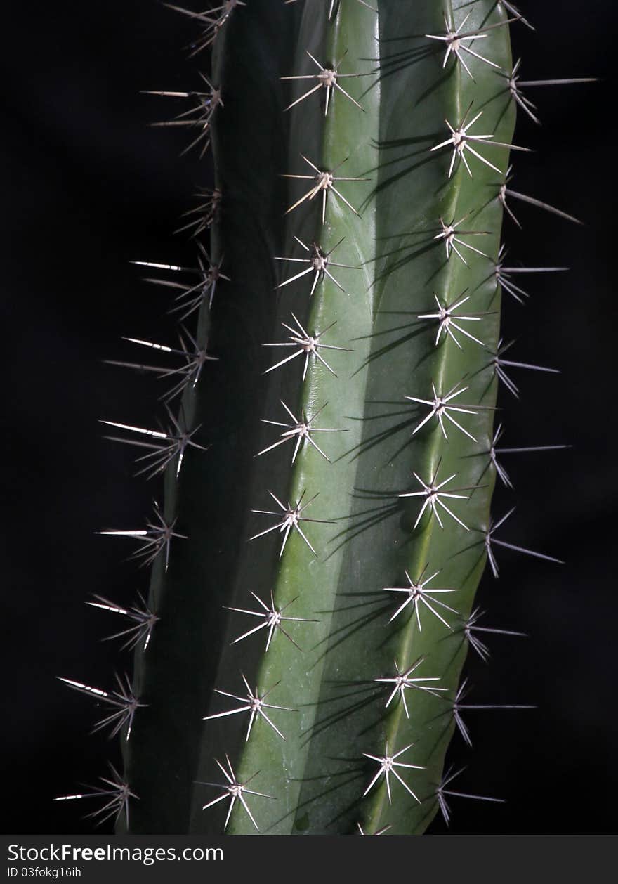 Close Up Cacti Spike Details With Black Background. Close Up Cacti Spike Details With Black Background