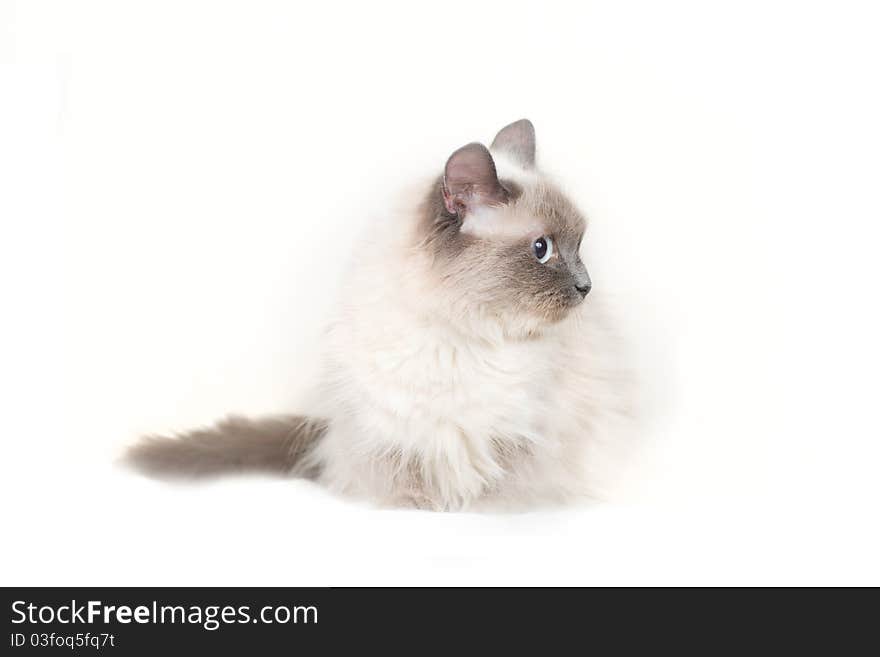 Cute young light cat sit on white